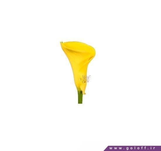  گل شیپوری 